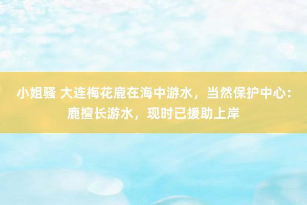 小姐骚 大连梅花鹿在海中游水，当然保护中心：鹿擅长游水，现时已援助上岸